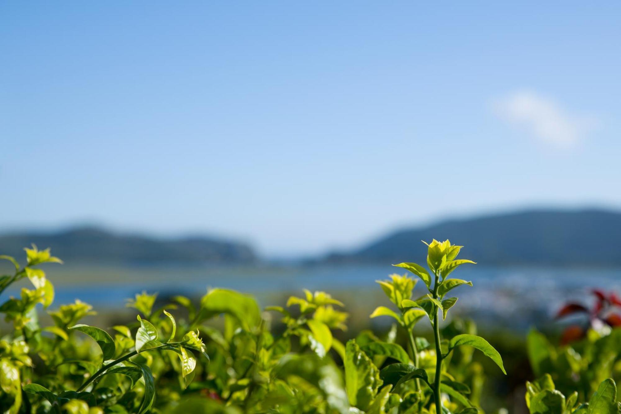 Candlewood Lodge Knysna Luaran gambar
